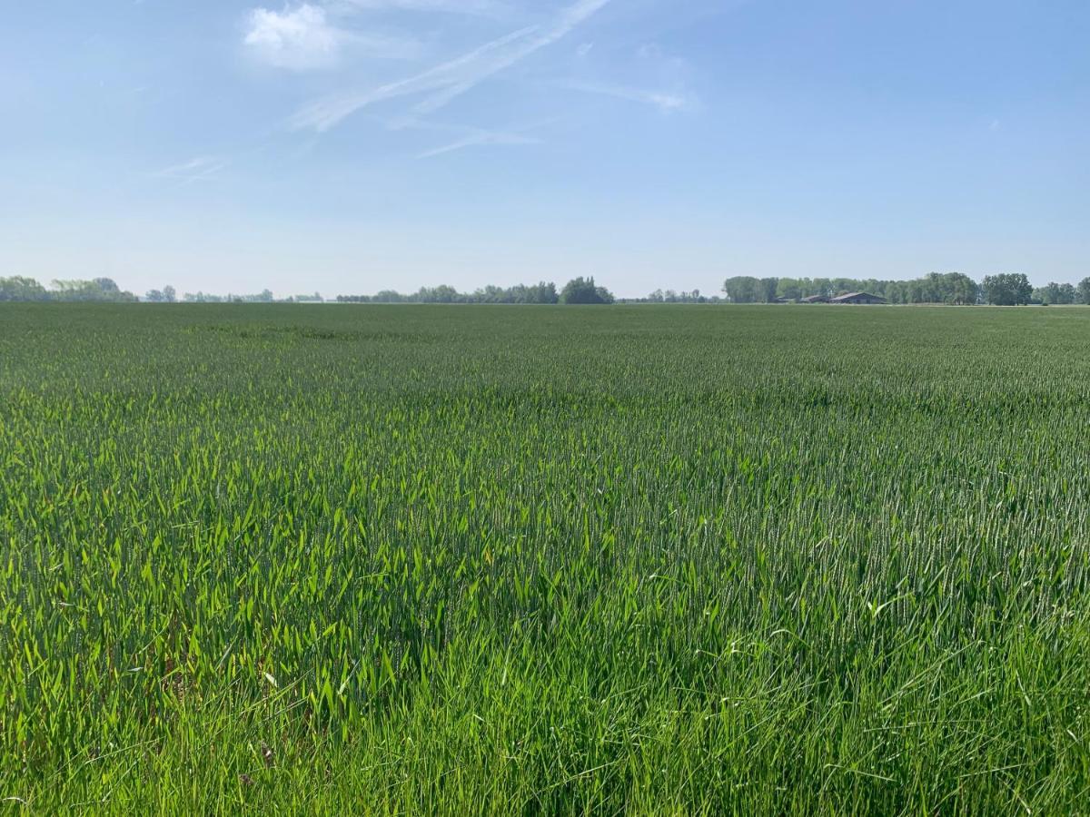 אלברינגן De Scheure, Charmant Vakantiehuisje Midden In De Natuur מראה חיצוני תמונה